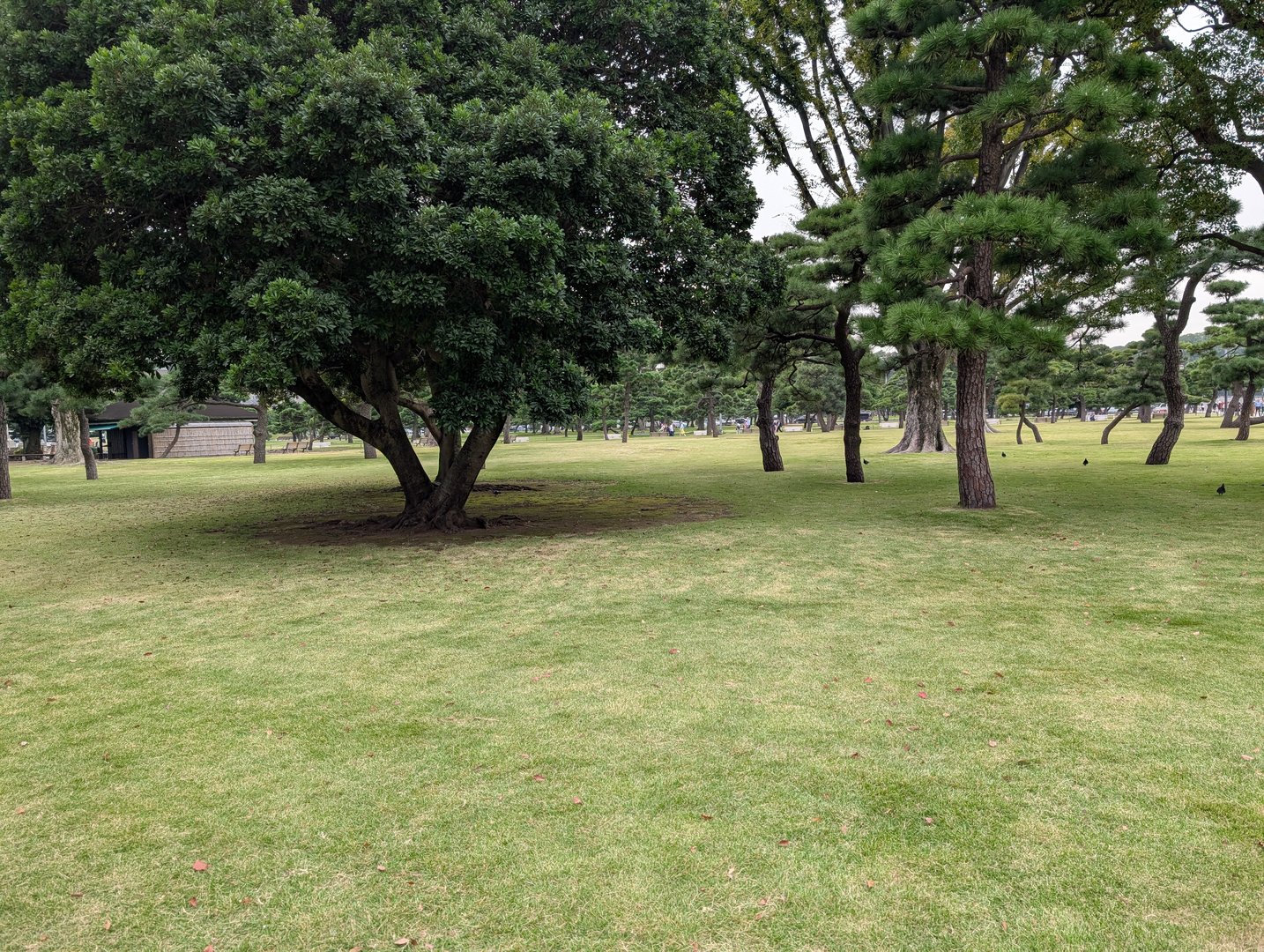 peaceful morning wandering through the outer gardens of the imperial palace, where the pine trees are PERFECTLY manicured in true japanese style