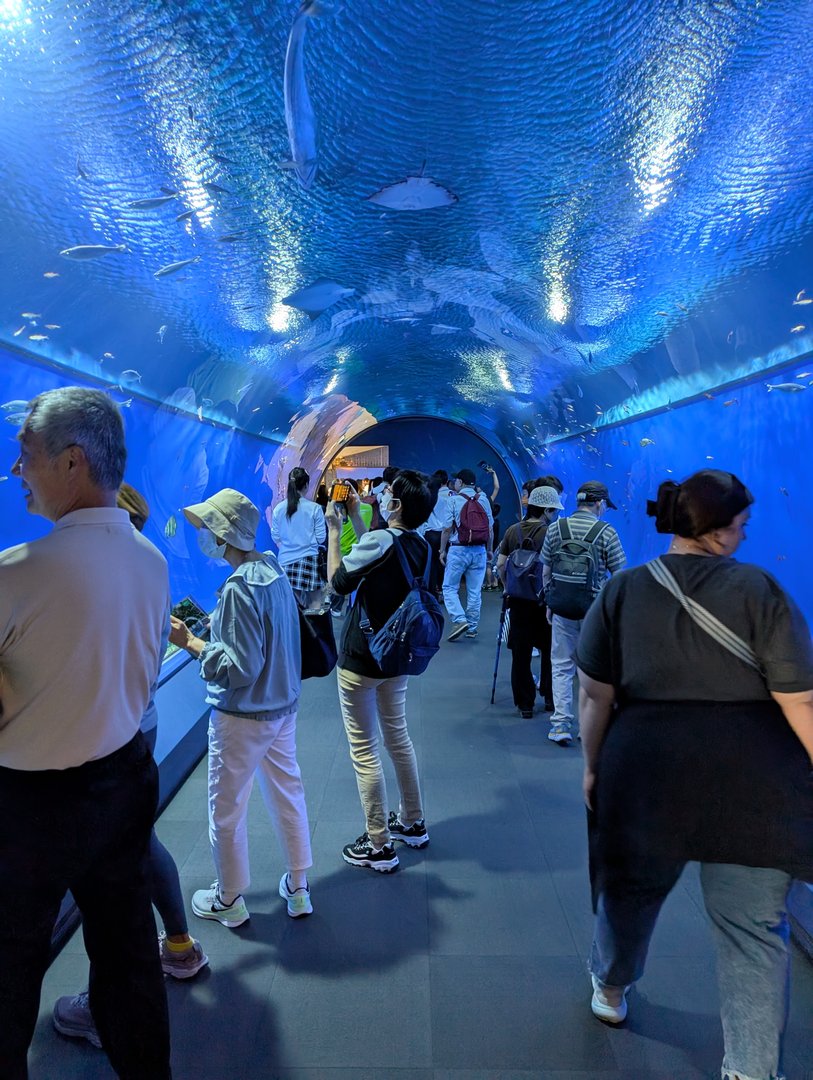 inside the EPIC underwater tunnel at osaka aquarium kaiyukan. chuck snapped this while ashley, dan, and christina were mesmerized by the fish swimming overhead