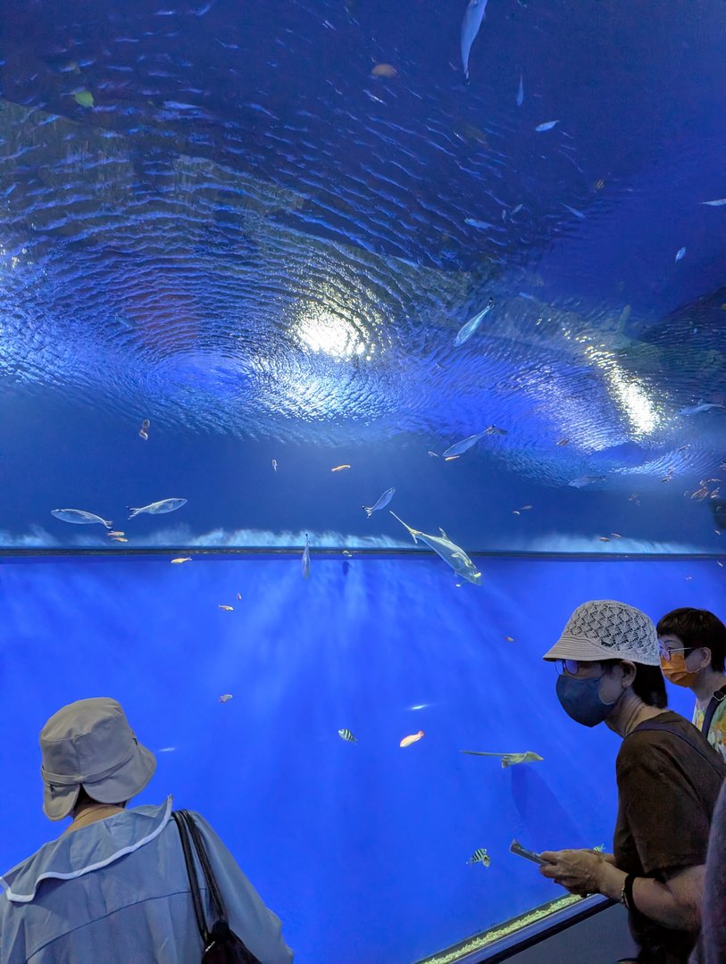 daniel and christina checking out the MASSIVE tank at osaka aquarium kaiyukan - this place is way bigger than we expected