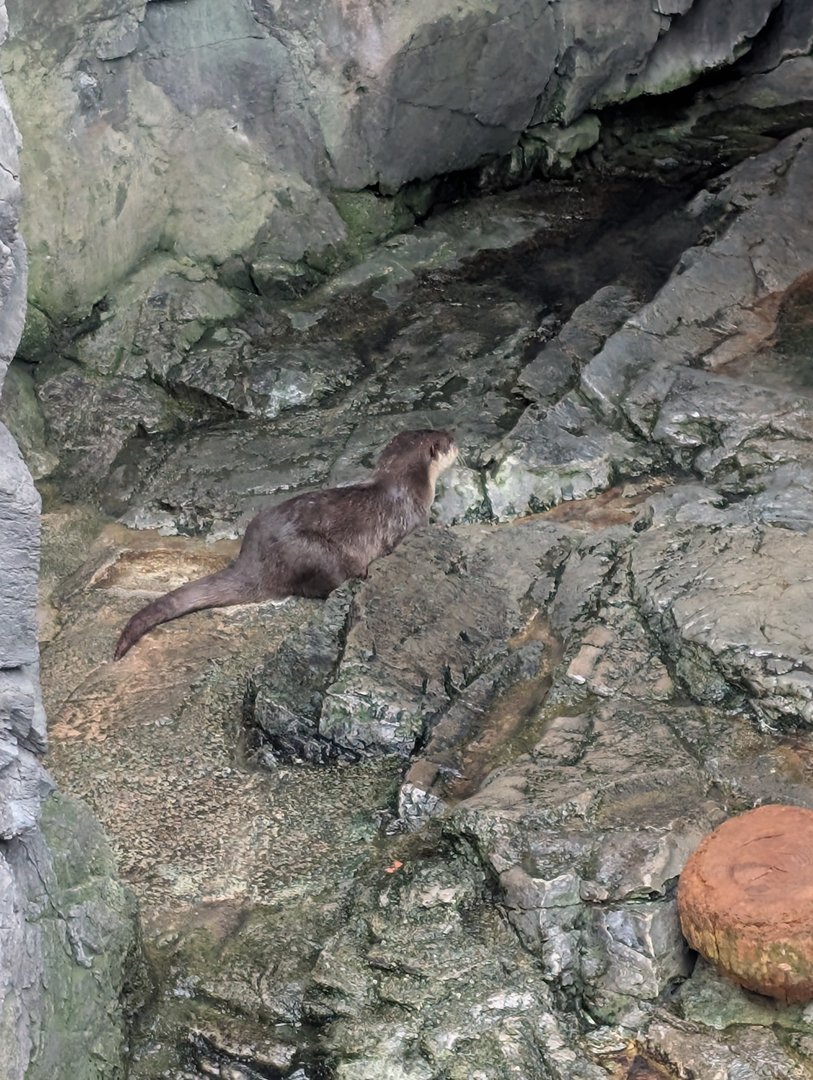 spotted this sleek river otter doing its thing at the osaka aquarium kaiyukan - these little dudes are WAY more agile than i expected