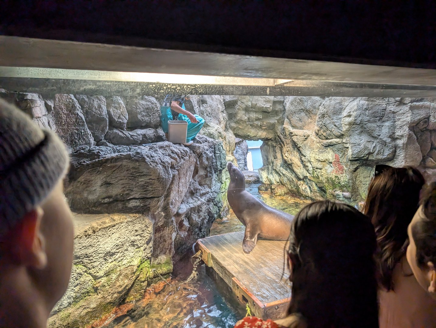 watching the sea lion show at osaka aquarium kaiyukan with daniel and christina. this little performer was SUPER into their fish bucket.