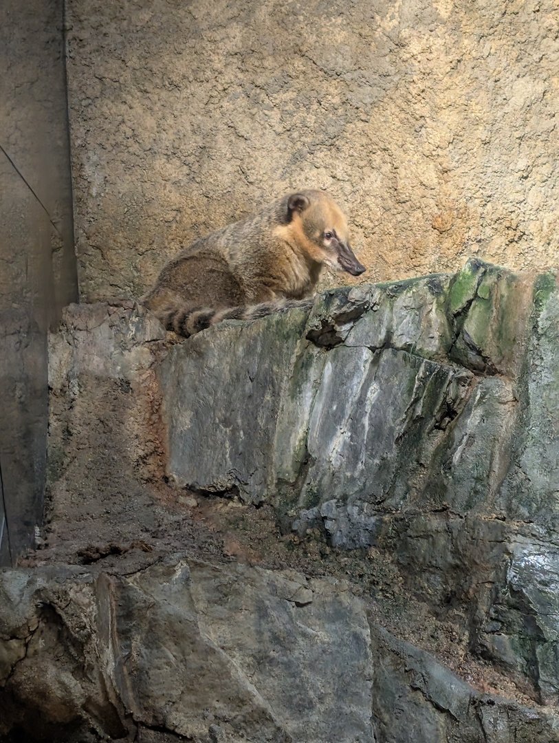 spotted this weird little tanuki at the osaka aquarium kaiyukan - way more interesting than the fish tbh