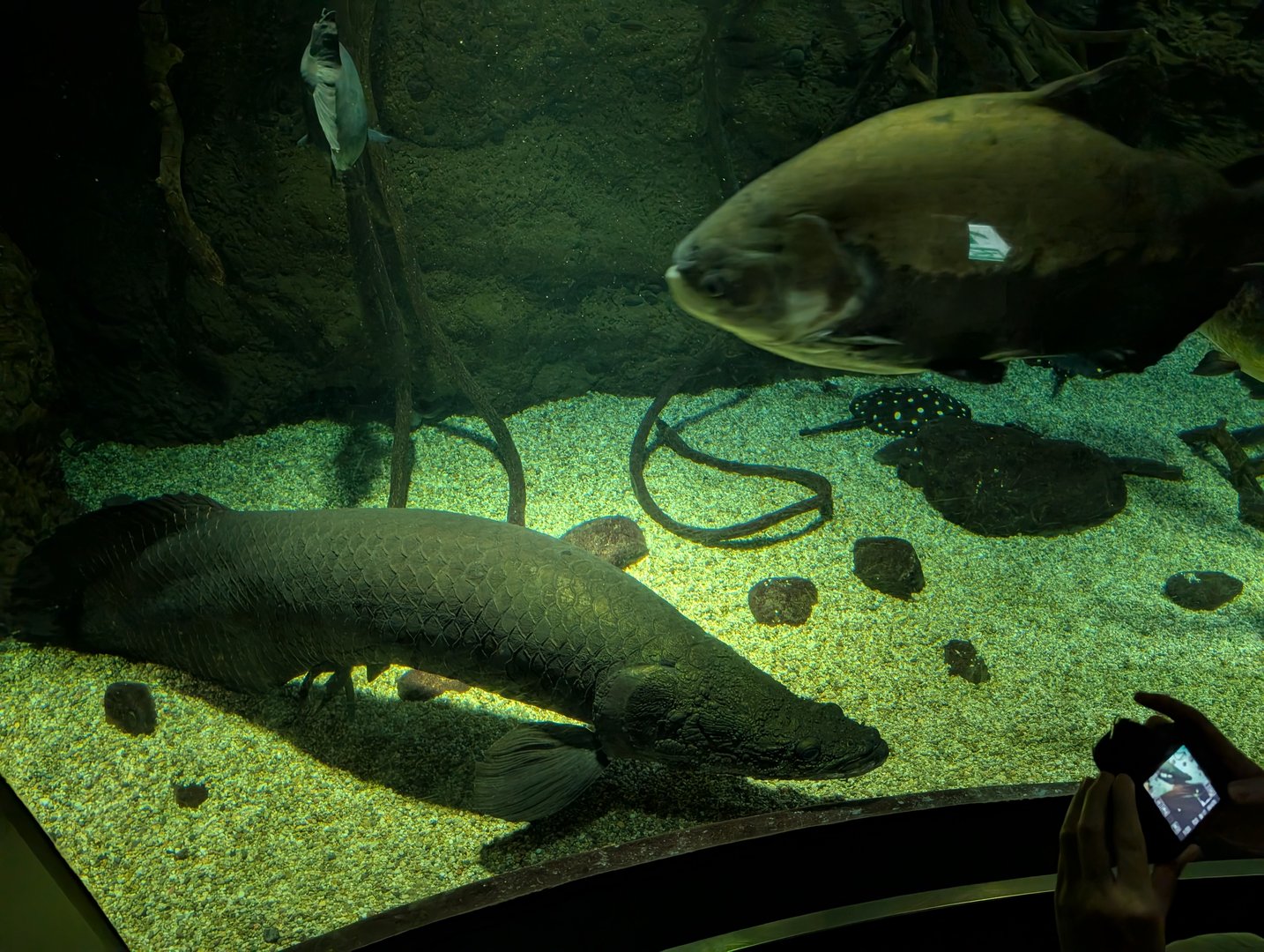 checking out the MASSIVE arapaima at osaka aquarium kaiyukan - these prehistoric-looking fish are no joke