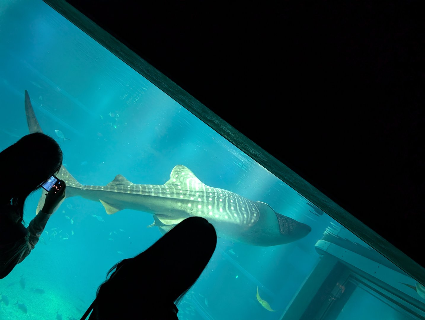 ashley and christina watching a MASSIVE whale shark glide by at the osaka aquarium kaiyukan