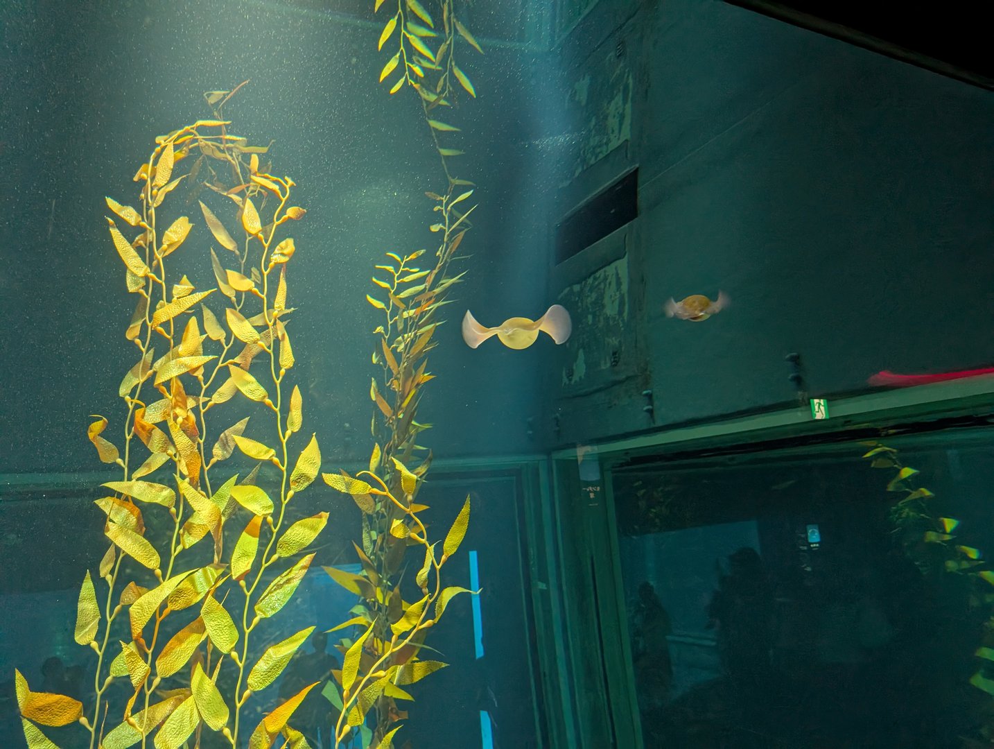 chuck caught this cool shot of the kelp forest and ray at the osaka aquarium kaiyukan, where the tanks are MASSIVE