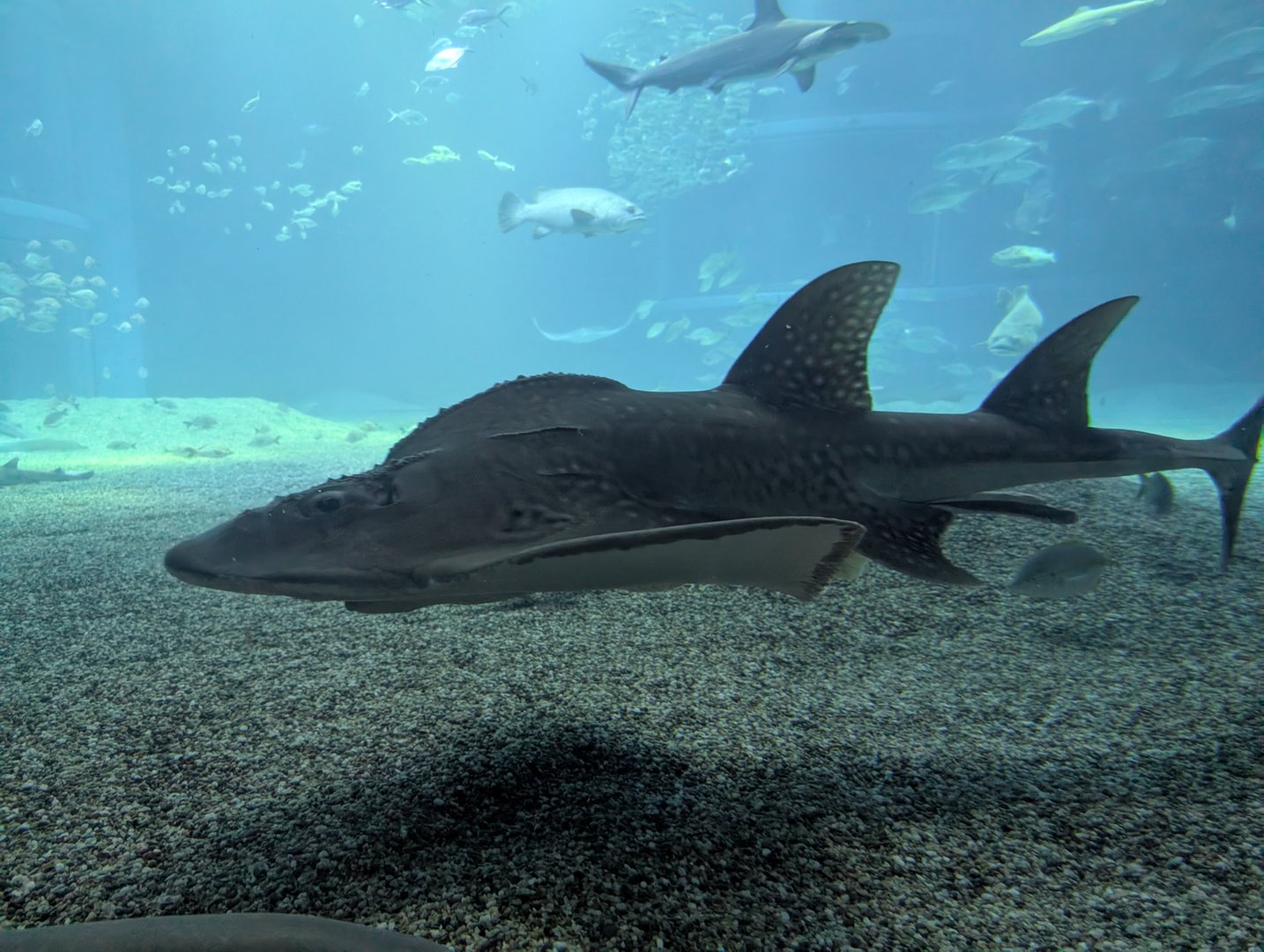 massive whale shark cruising by at the kaiyukan aquarium - way BIGGER than we expected