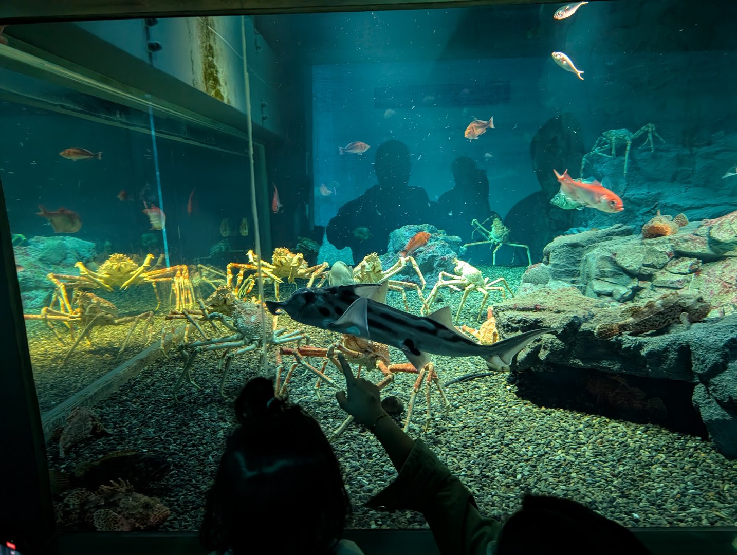 checking out the MASSIVE japanese spider crabs at osaka aquarium kaiyukan. daniel and christina got way too excited about these nightmare-fuel crustaceans