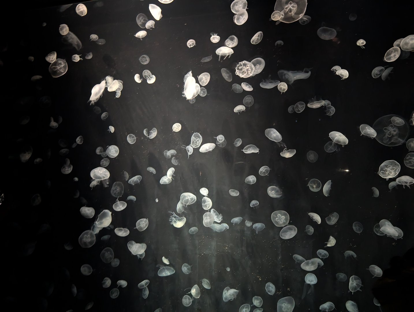 mesmerizing jellyfish display at the osaka aquarium kaiyukan - chuck managed to catch these moon jellies in perfect lighting