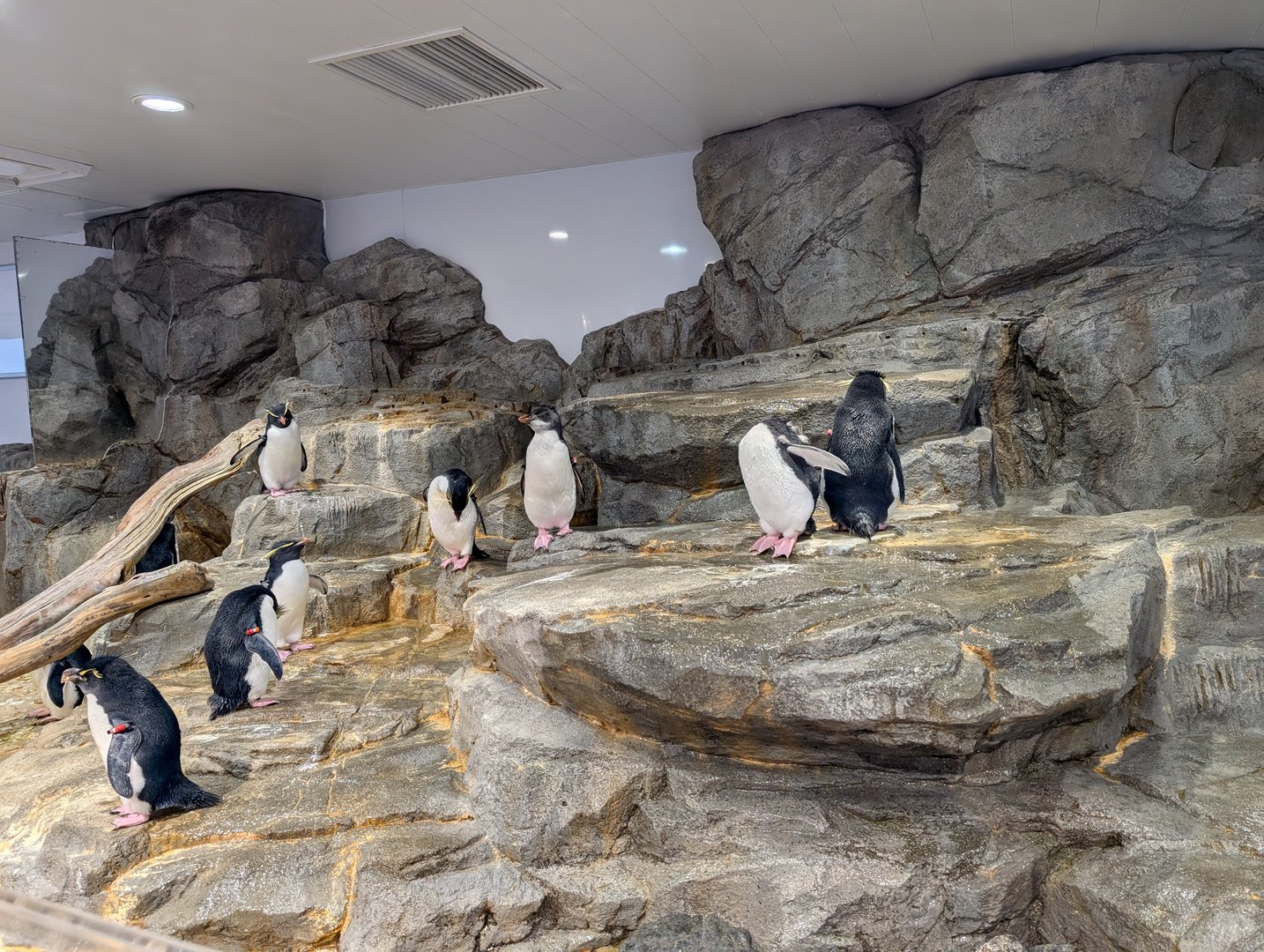 took a break from the osaka heat to check out these little dudes at the kaiyukan aquarium