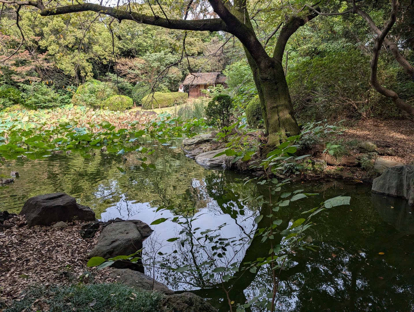 found this hidden pond and tea house while wandering through ueno park - way more peaceful than the crowded museum area