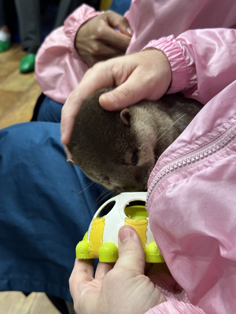 christina getting some quality time with an otter at the HARRY hedgehog cafe in shibuya. these little guys are WAY more chill than i expected.