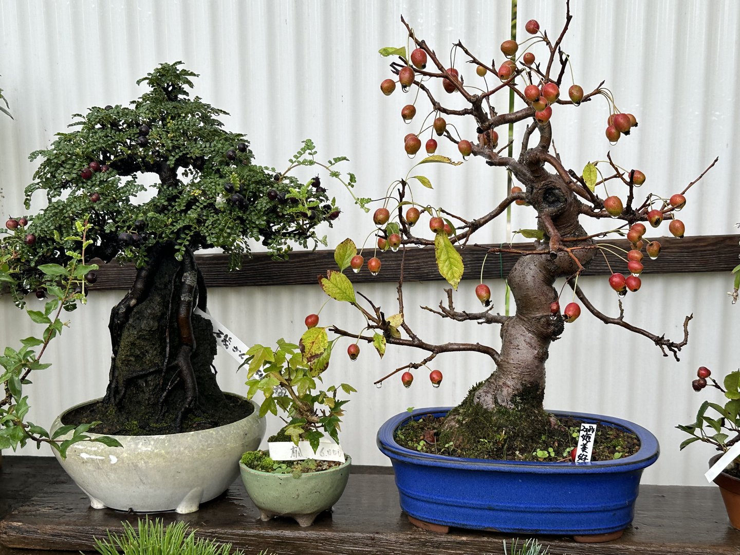 early morning stop at osaka castle grounds to check out their AMAZING bonsai collection. that fruit-bearing one is a crabapple tree, if you can believe it