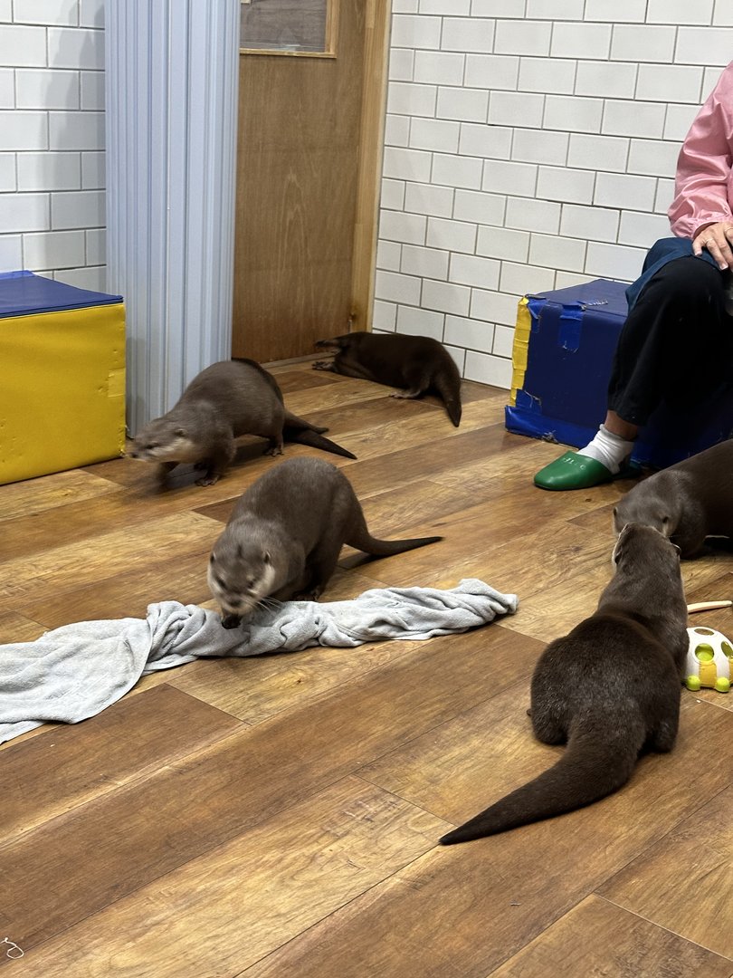 dan and christina found the CUTEST otter cafe in harajuku - way better than the typical cat cafes