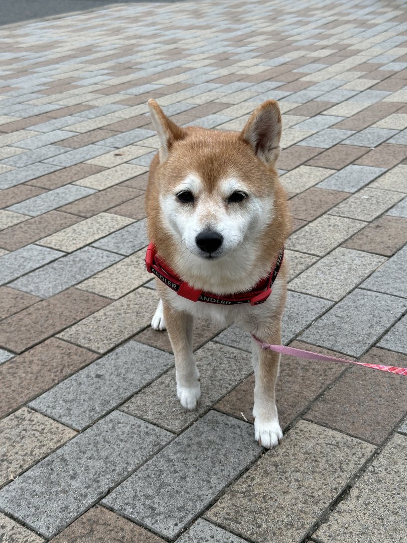 met this PERFECT shiba inu near osaka castle park - way more chill than the ones back home