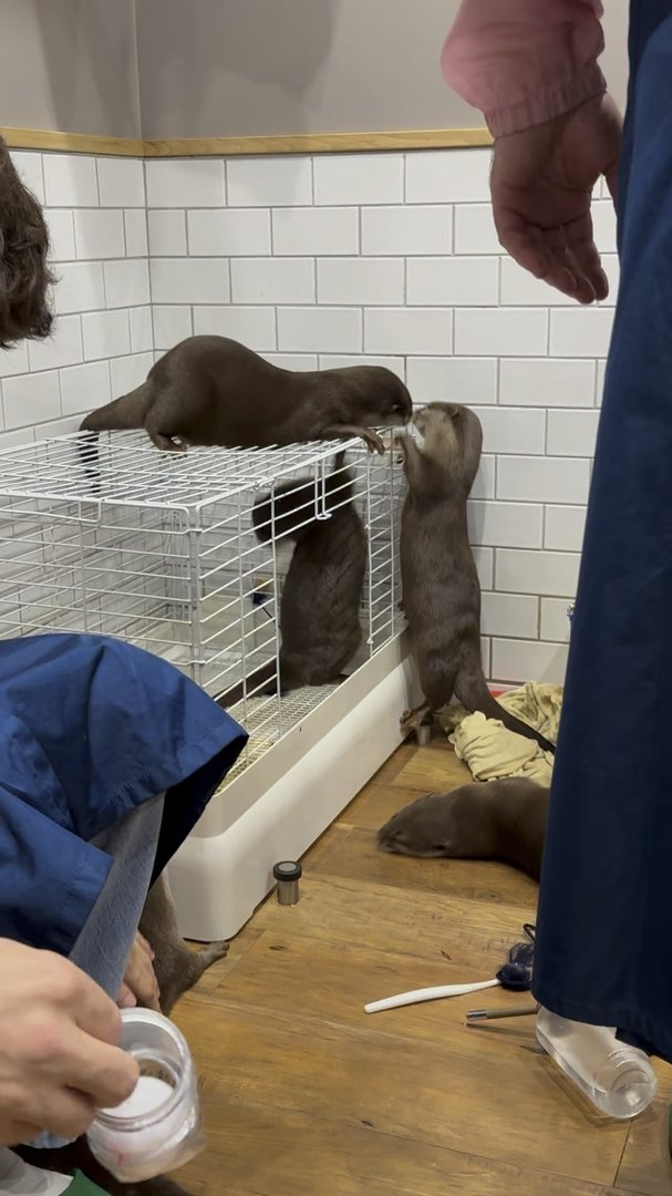 checking out the otters at the HARRY otter cafe in osaka - these little guys were WAY more active than we expected