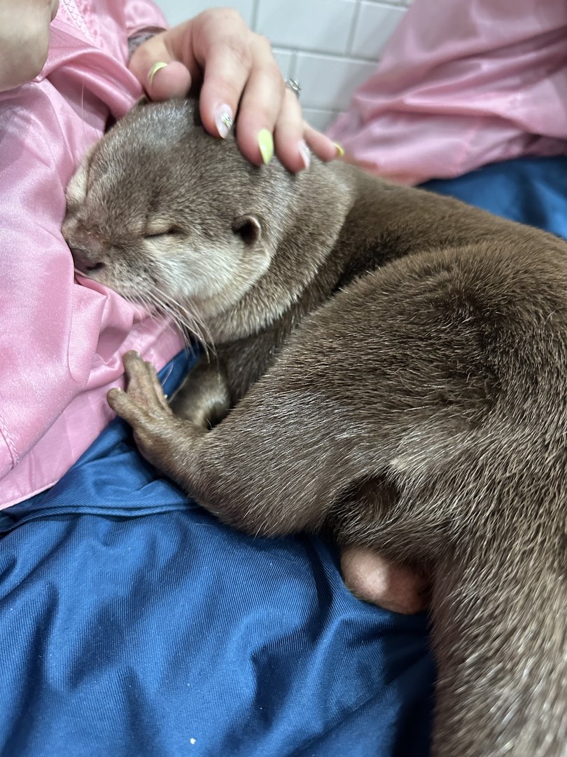 christina getting some quality time with a sleepy otter at the harajuku harry otter cafe - these little guys are WAY softer than they look