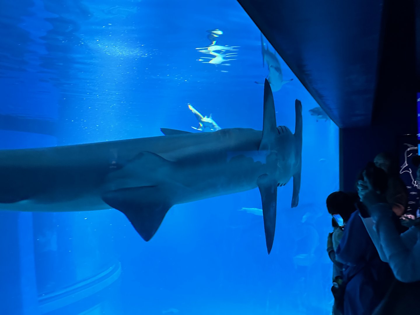 massive whale shark gliding past the viewing window at osaka aquarium kaiyukan. dan managed to catch this ABSOLUTE UNIT right as it cruised by.