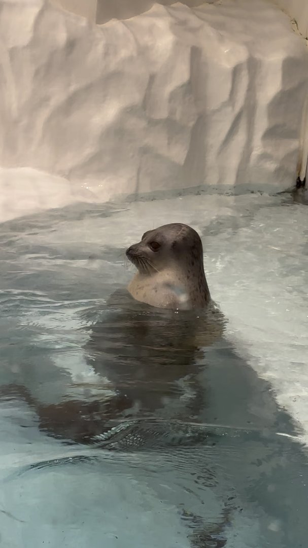 spotted this chill seal at osaka aquarium kaiyukan. way bigger than i expected these guys to be irl.