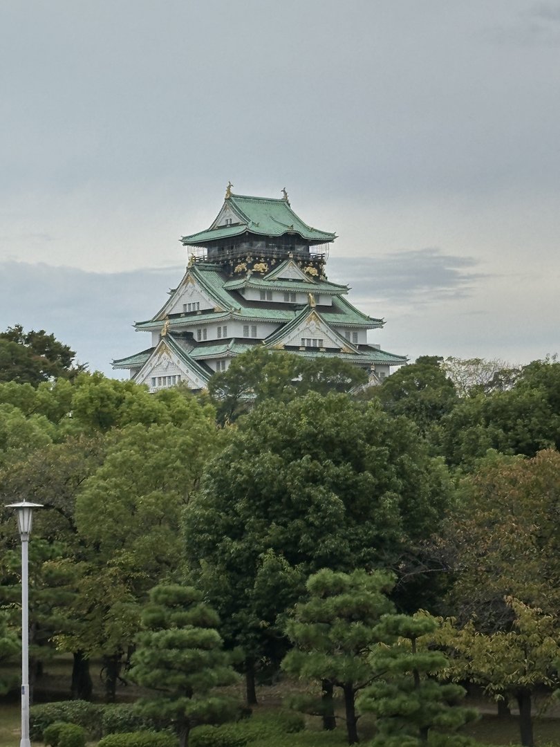 early morning shot of osaka castle rising above the trees. dan managed to catch it before the crowds showed up.