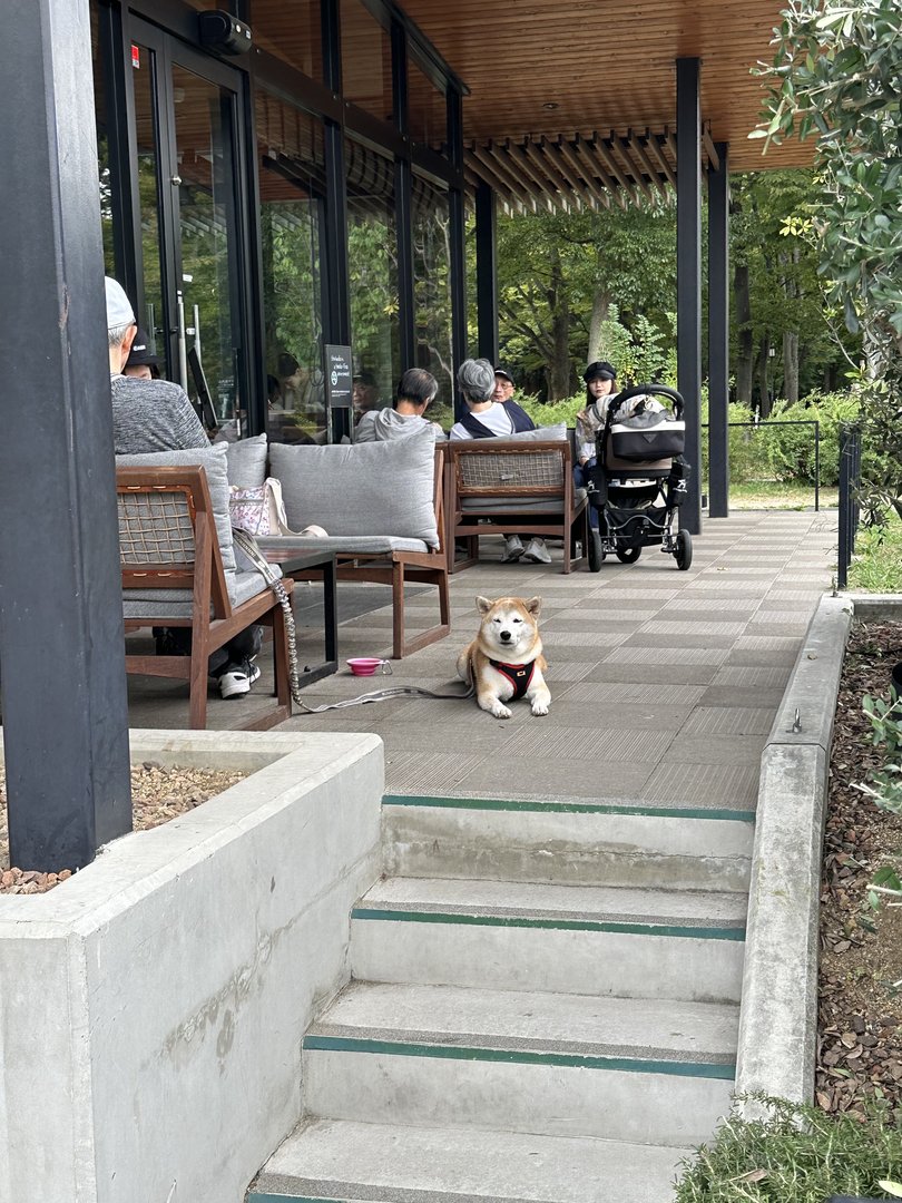 spotted this VERY good shiba inu hanging out at a cafe near osaka castle. these dogs are everywhere in japan but this one was especially chill.