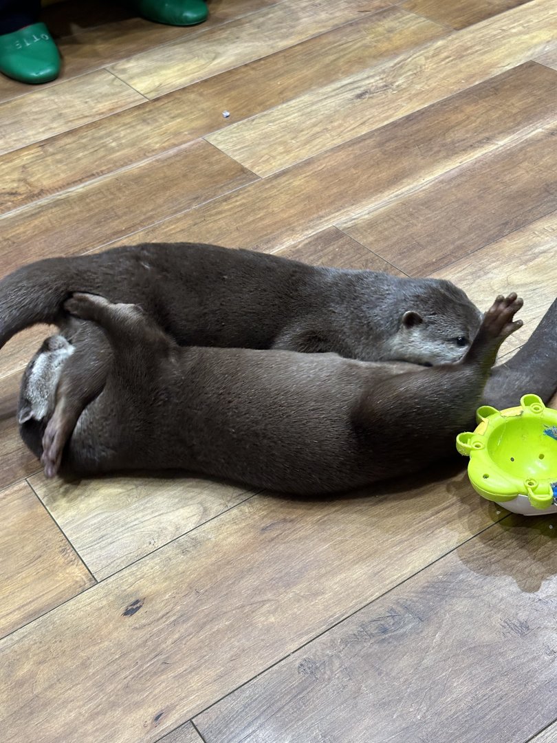 spotted these sleepy otters taking a break at the harry harajuku otter cafe in shibuya. japan's animal cafes are on a WHOLE other level