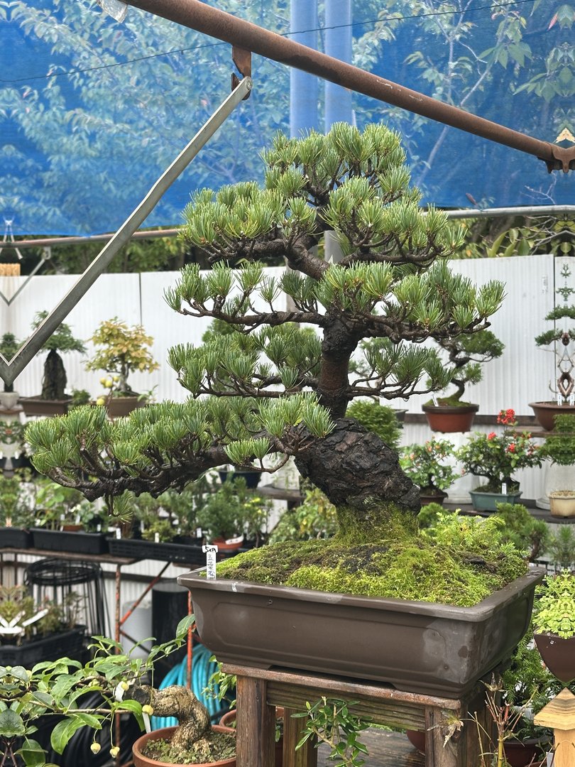 stumbled on this INCREDIBLE pine bonsai at a tiny garden shop near morinomiya station. dan's getting ideas for his backyard already