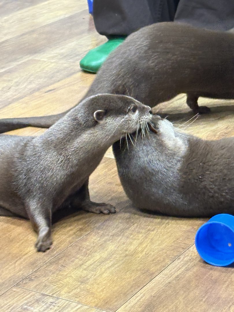 dan caught these otters sharing a sweet moment at the HARRY harajuku otter cafe, where you can watch these playful creatures while sipping coffee