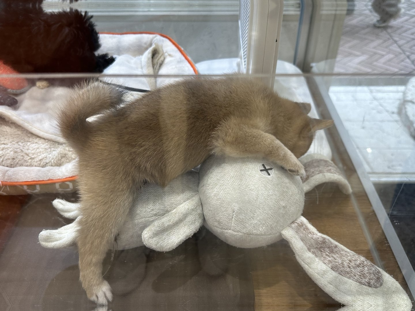 spotted this chill cat living its best life at a cat cafe near shibuya scramble. these places are EVERYWHERE in tokyo