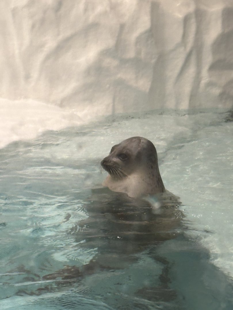 spotted this curious seal at the osaka aquarium kaiyukan - way bigger than we expected for an indoor aquarium