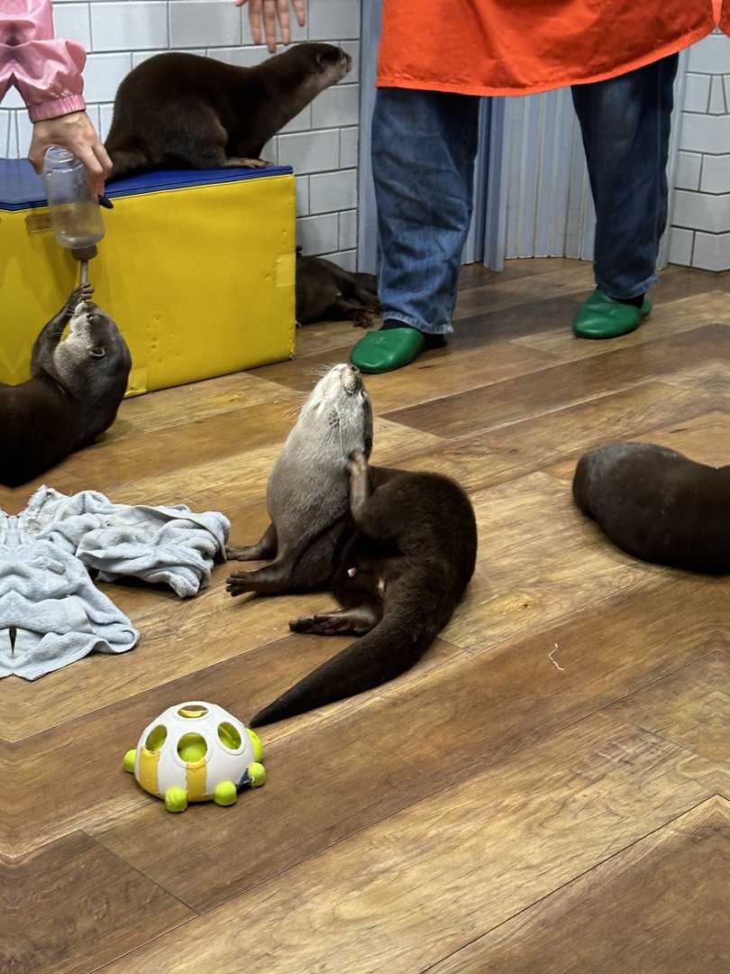 dan and christina found the PERFECT way to spend a rainy afternoon in shibuya - hanging with otters at a local animal cafe