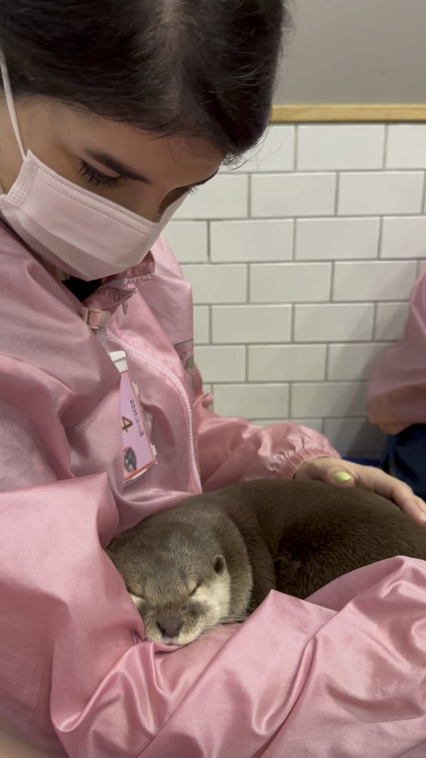 at the HARRY otter cafe in osaka, where the staff wear pink uniforms and care for these sleepy little river dwellers