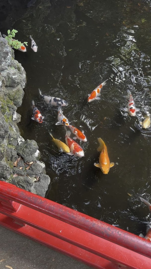 koi fish gathering near the red railing at what's probably a temple pond - these guys know exactly where visitors usually toss food