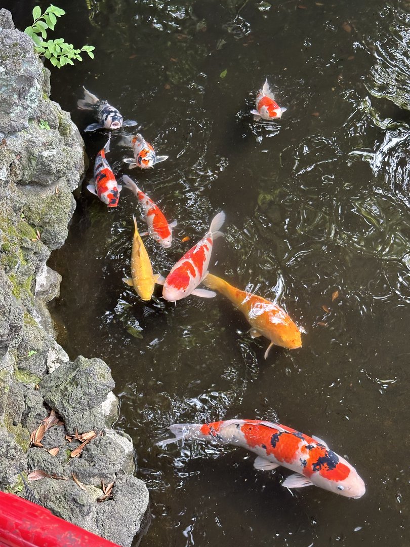 spotted these MASSIVE koi during our morning walk near gotokuji temple. these fish are living their best life in setagaya.