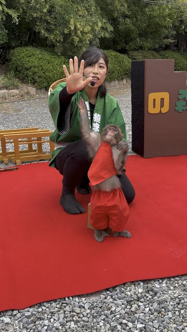 caught this hilarious moment at the monkey performance in arashiyama - these trained macaques are WAY more coordinated than i expected