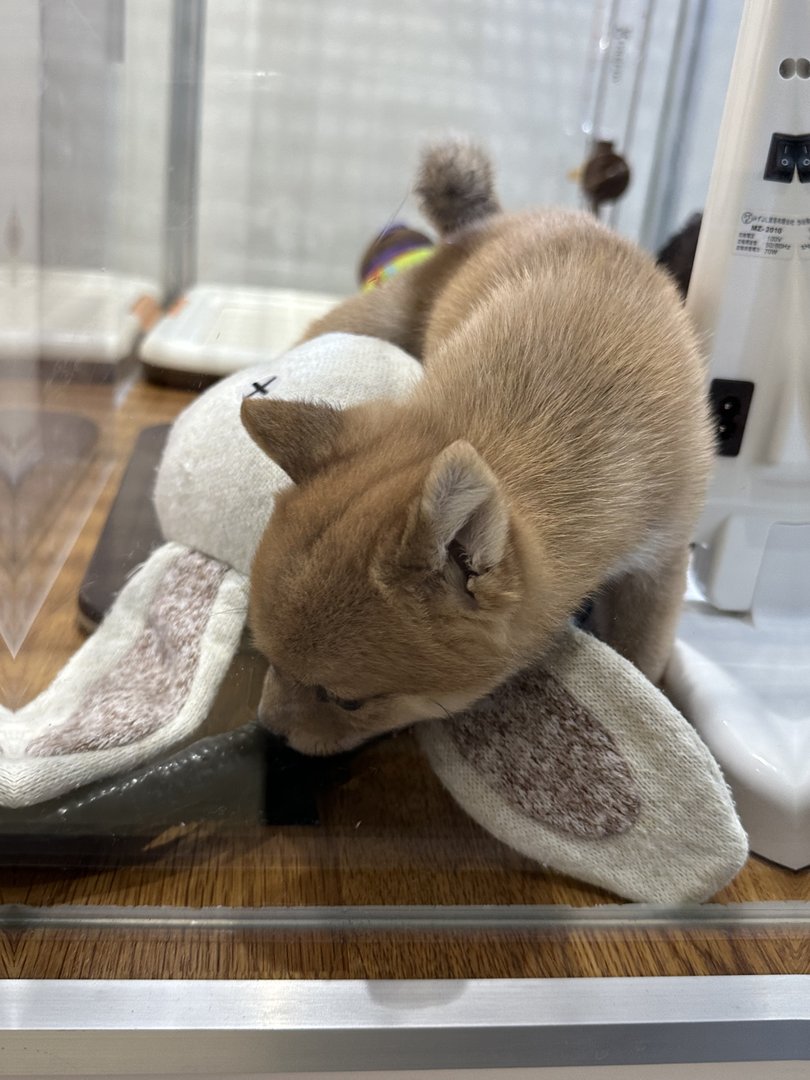 quick stop at a cat cafe near shibuya station - this little guy was OBSESSED with my house slippers