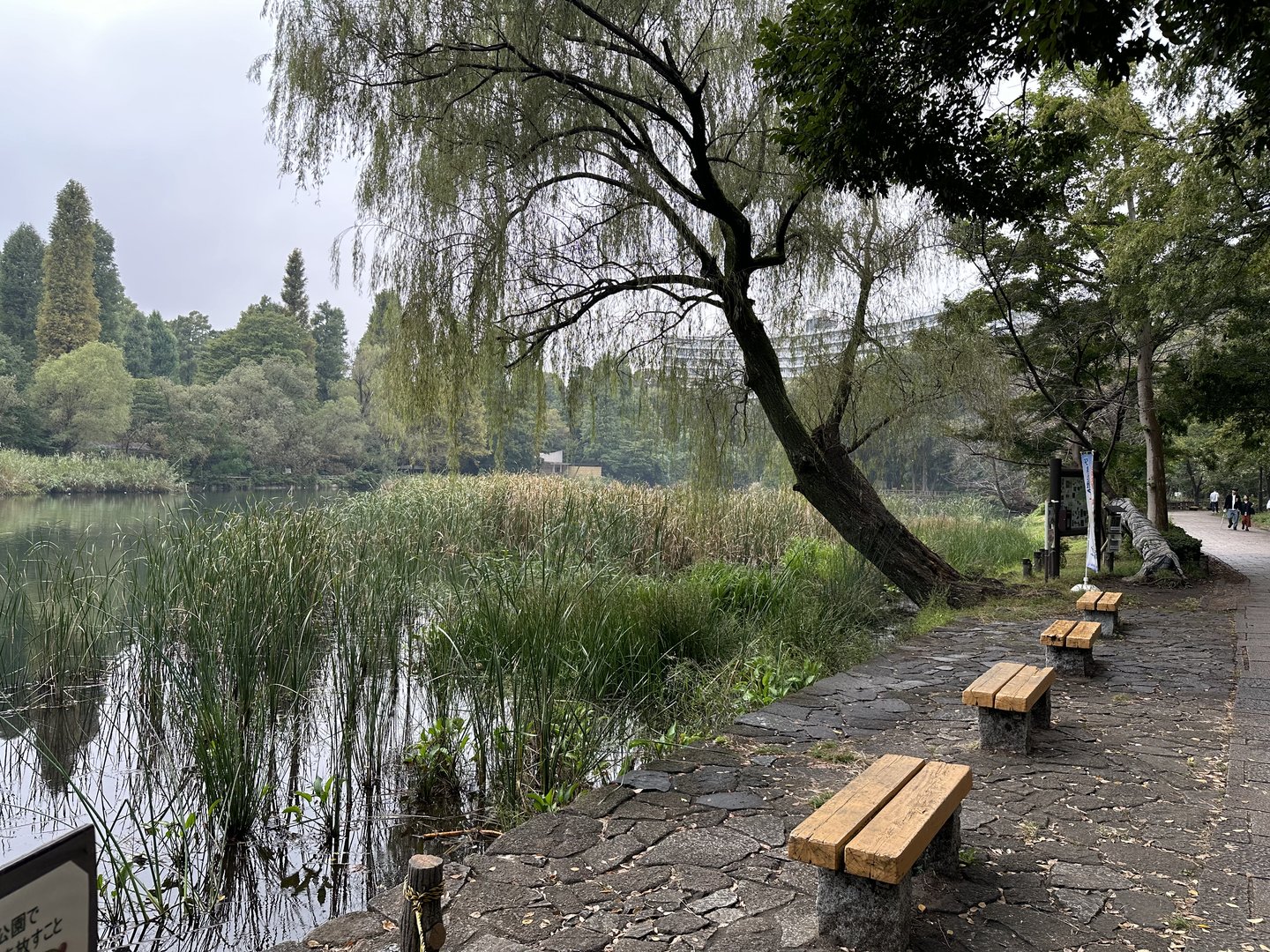 peaceful afternoon walk around inokashira pond, just a few blocks from the GHIBLI museum. the weeping willows and stone path give it this perfect moody vibe.