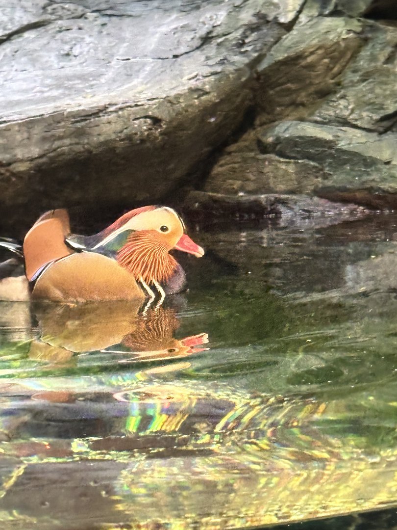 spotted this STUNNING mandarin duck at the osaka aquarium kaiyukan. these little guys are native to japan but super rare to see in the wild now.