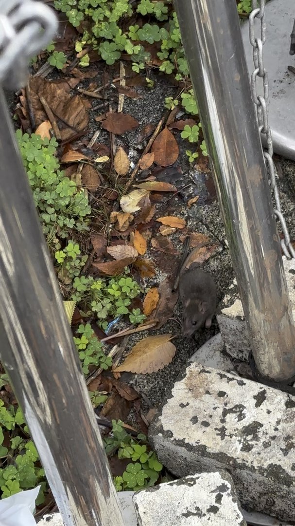 spotted one of tokyo's famous brown rats hanging out near some oxalis plants - these little guys are everywhere in the city