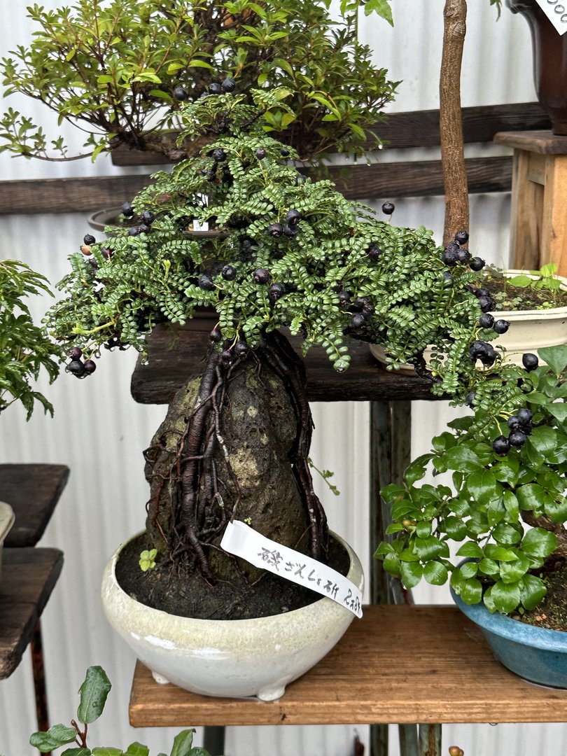 early morning stop at osaka castle park - dan spotted this INCREDIBLE fruit-bearing bonsai at the castle's garden shop