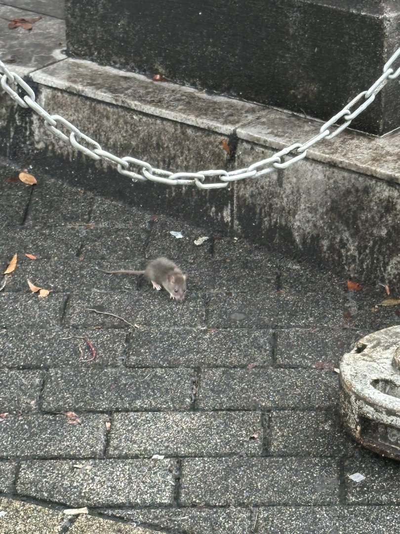 spotted this little guy scurrying around near shinjuku station. turns out rats are pretty common in tokyo's busy districts