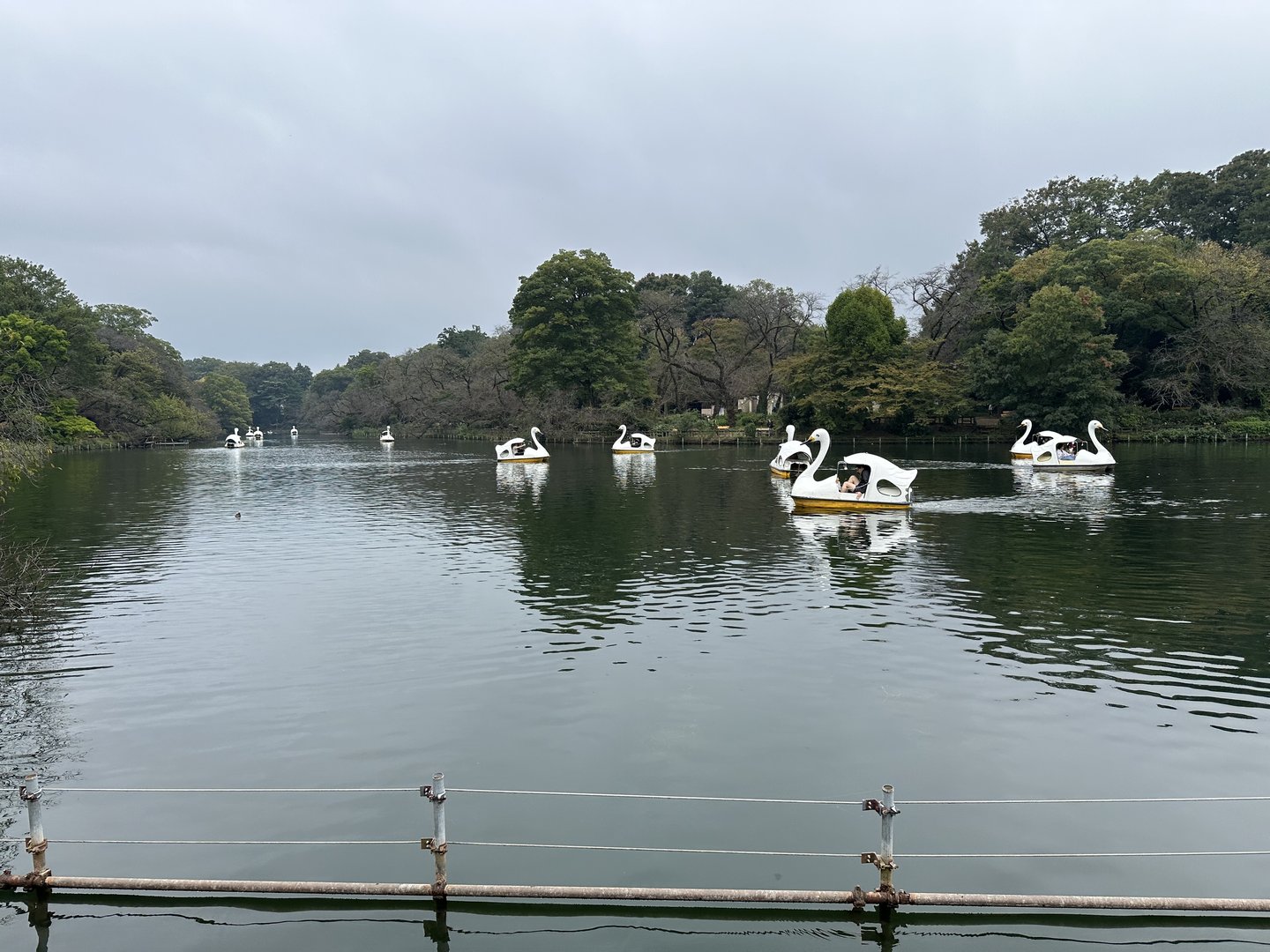 took a break from the ghibli museum to paddle around inokashira pond in these RIDICULOUS swan boats. classic japan moment.